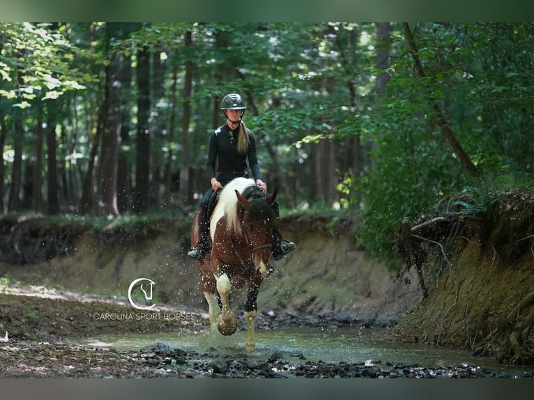 American Quarter Horse Mix Wałach 6 lat 165 cm in Clover, SC