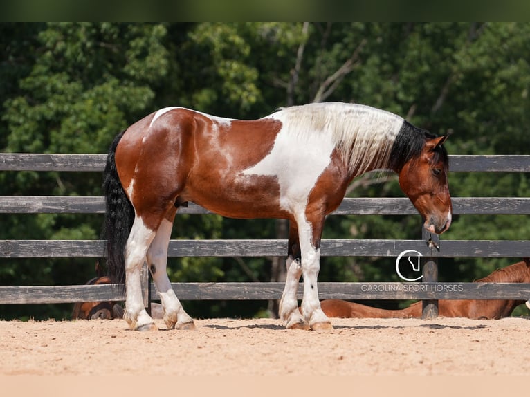 American Quarter Horse Mix Wałach 6 lat 165 cm in Clover, SC