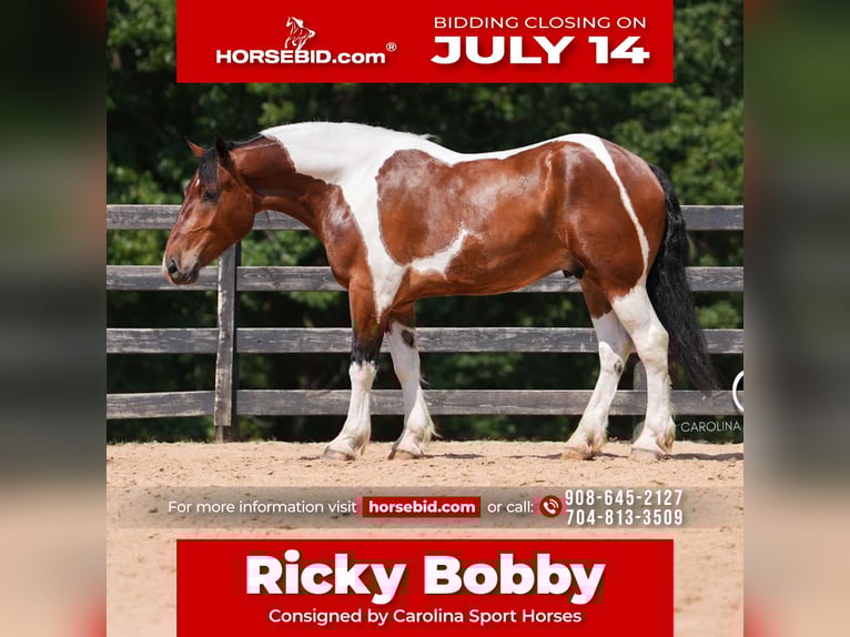 American Quarter Horse Mix Wałach 6 lat 165 cm in Clover, SC