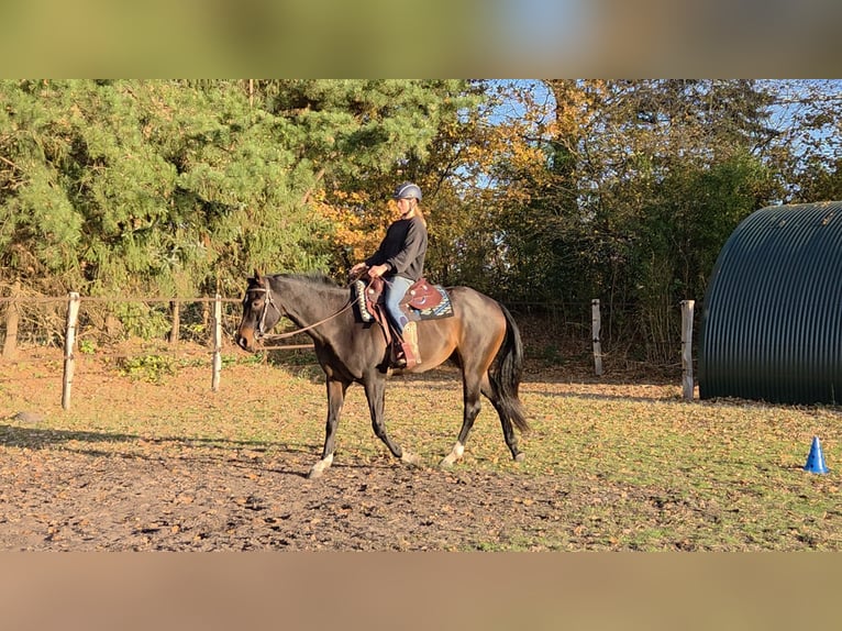 American Quarter Horse Wałach 6 lat 167 cm Ciemnogniada in Heist