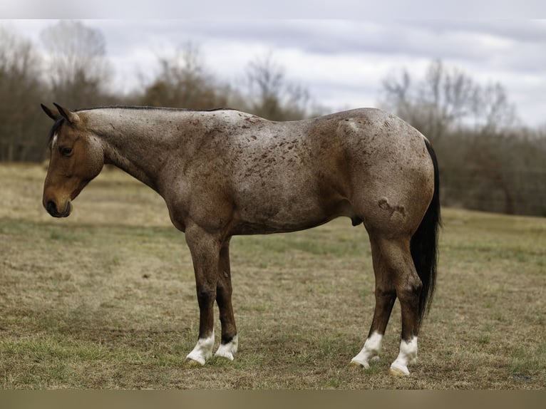 American Quarter Horse Wałach 6 lat 168 cm Gniadodereszowata in Quitman