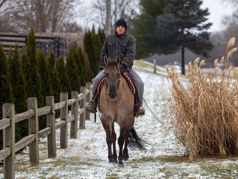 American Quarter Horse Wałach 6 lat 168 cm Grullo in Shipshewana