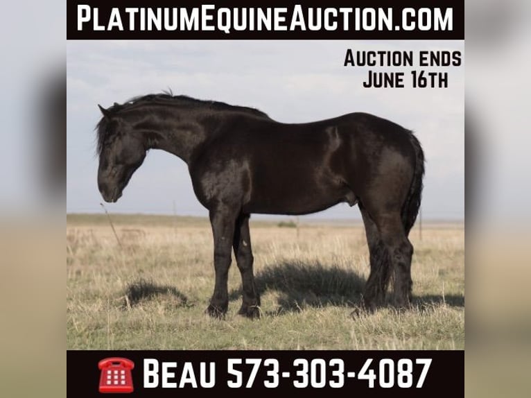 American Quarter Horse Wałach 6 lat 168 cm Kara in Canyon TX