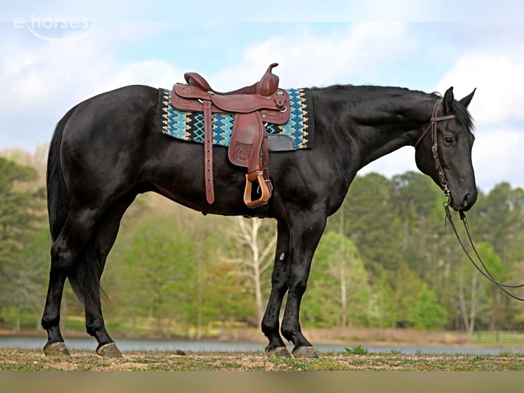 American Quarter Horse Wałach 6 lat 170 cm Kara in Guasti