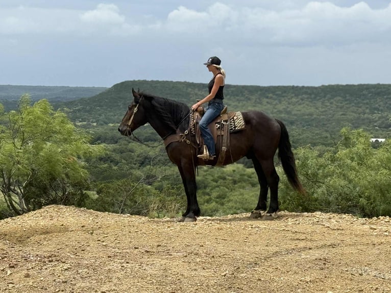 American Quarter Horse Wałach 6 lat 170 cm Kara in Jacksboro TX