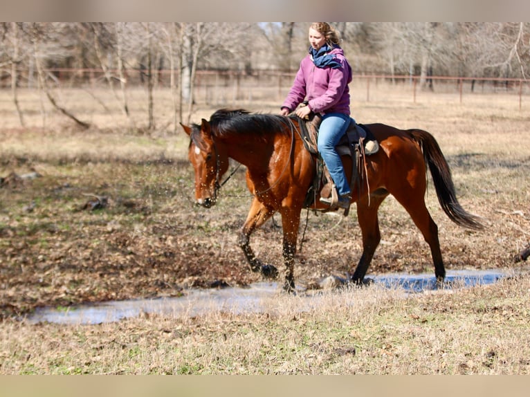 American Quarter Horse Mix Wałach 6 lat 173 cm Gniada in Athens