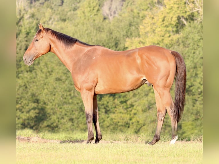 American Quarter Horse Mix Wałach 6 lat 173 cm Gniada in Athens