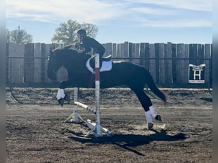 American Quarter Horse Wałach 6 lat 173 cm Kara in Jacksboro TX