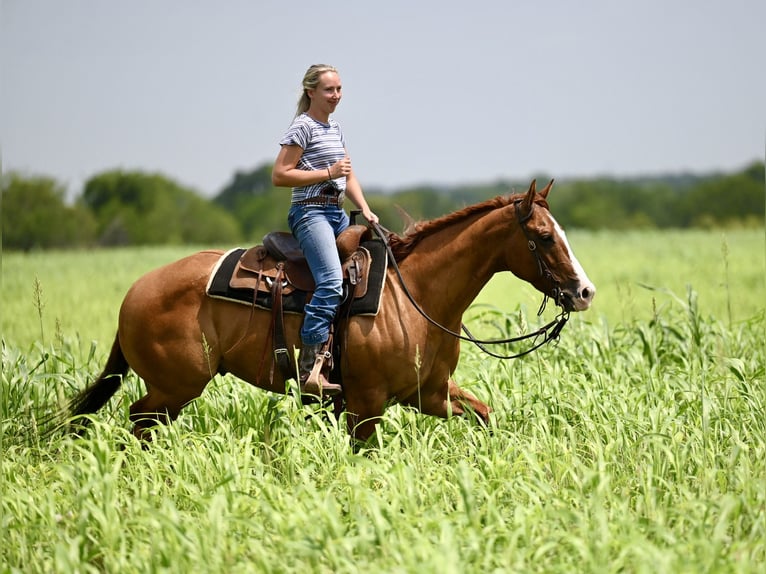 American Quarter Horse Wałach 6 lat Bułana in Waco