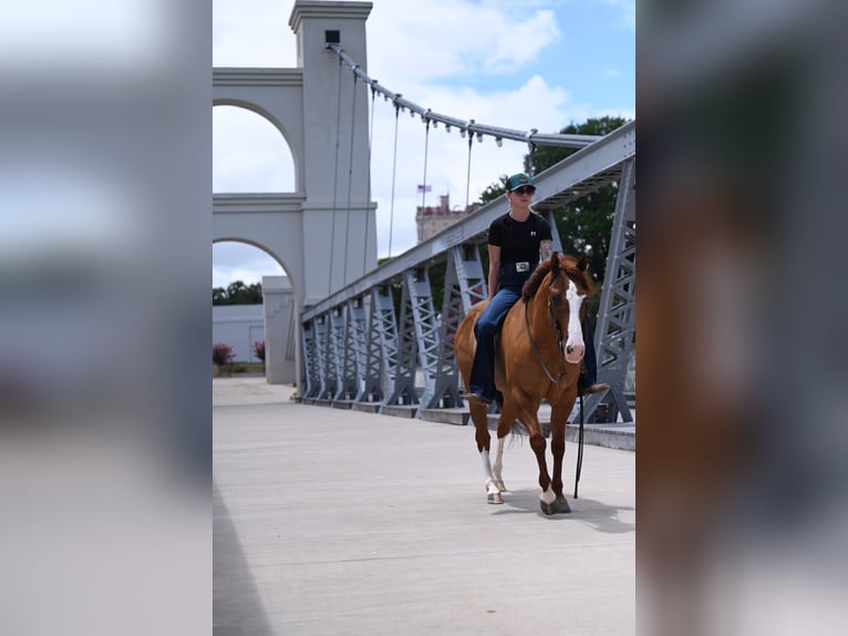 American Quarter Horse Wałach 6 lat Bułana in Waco