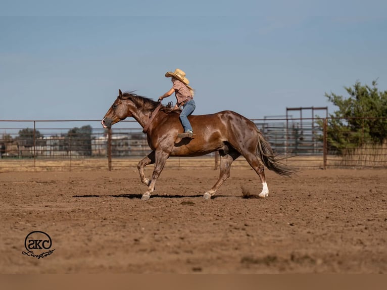 American Quarter Horse Wałach 6 lat Ciemnokasztanowata in Canyon