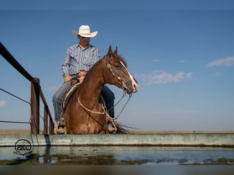 American Quarter Horse Wałach 6 lat Ciemnokasztanowata in Canyon