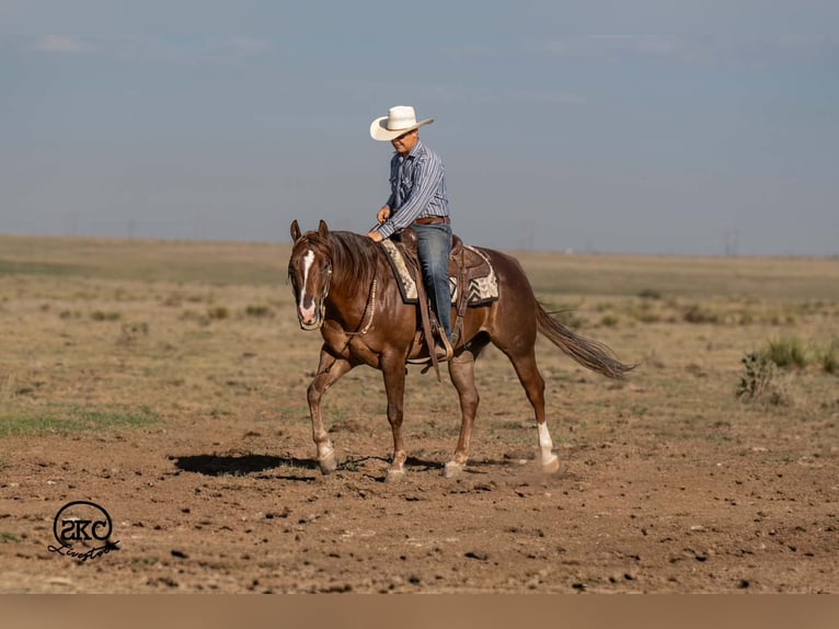 American Quarter Horse Wałach 6 lat Ciemnokasztanowata in Canyon