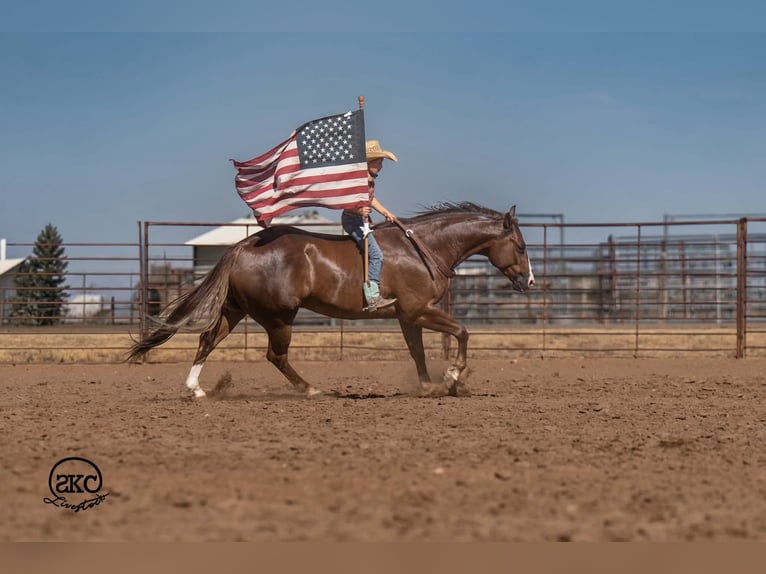 American Quarter Horse Wałach 6 lat Ciemnokasztanowata in Canyon