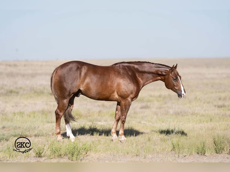 American Quarter Horse Wałach 6 lat Ciemnokasztanowata in Canyon