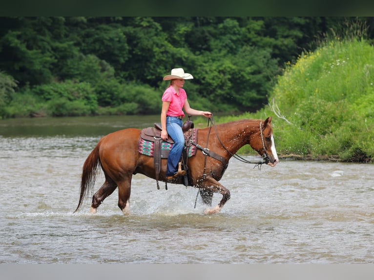American Quarter Horse Wałach 6 lat Ciemnokasztanowata in Clarion