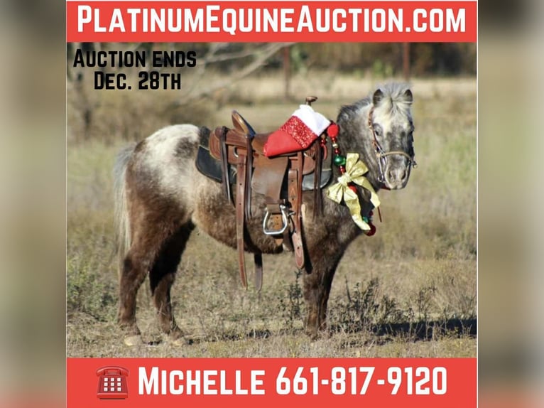 American Quarter Horse Wałach 6 lat Ciemnokasztanowata in Stephenville TX