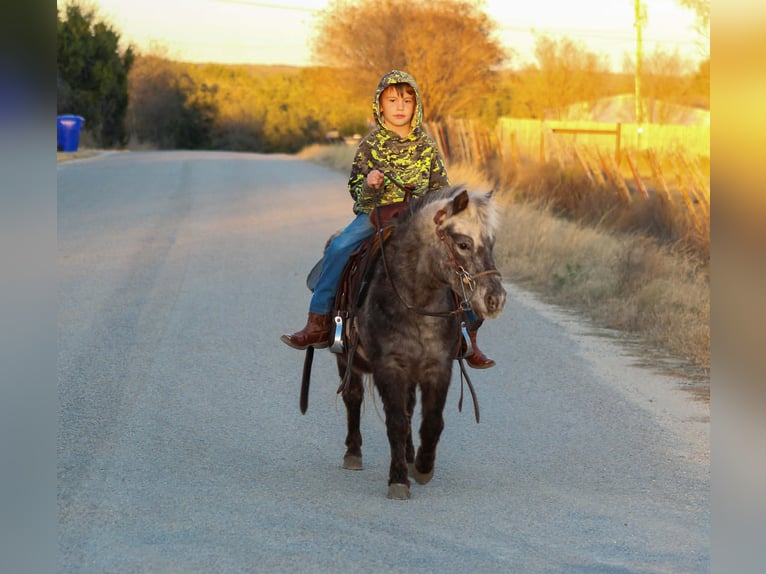 American Quarter Horse Wałach 6 lat Ciemnokasztanowata in Stephenville TX