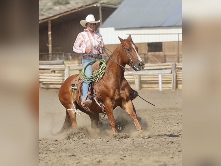 American Quarter Horse Wałach 6 lat Cisawa in Menan