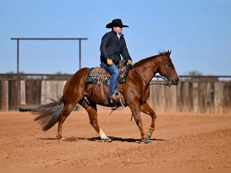American Quarter Horse Wałach 6 lat Cisawa in Waco