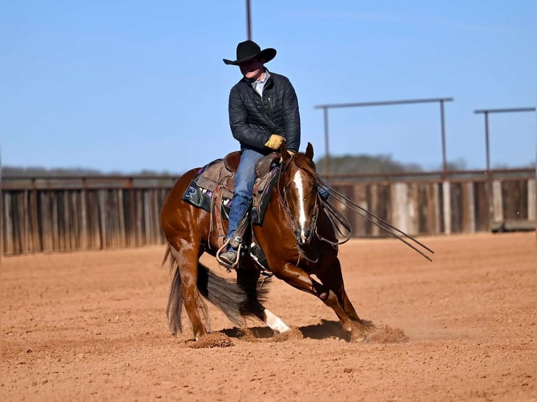 American Quarter Horse Wałach 6 lat Cisawa in Waco