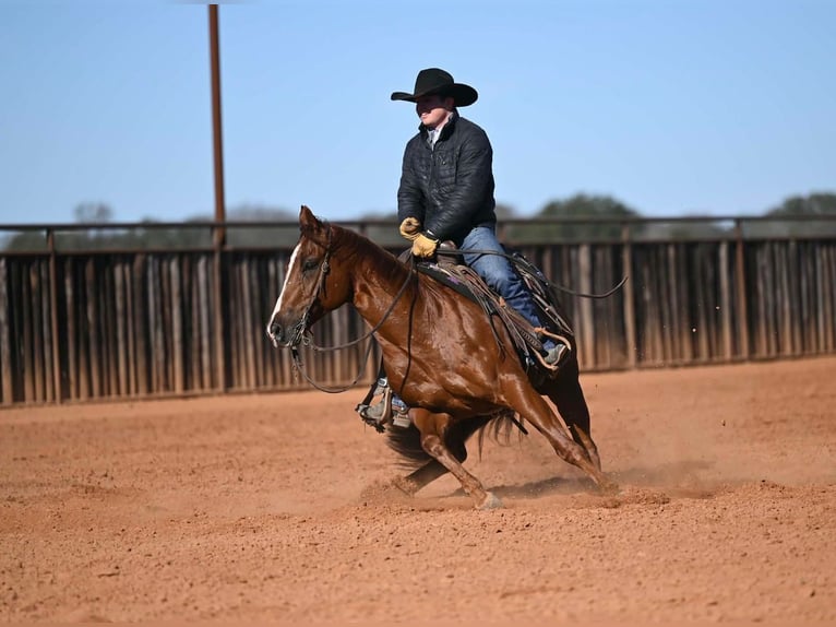 American Quarter Horse Wałach 6 lat Cisawa in Waco