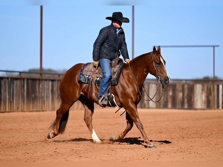 American Quarter Horse Wałach 6 lat Cisawa in Waco