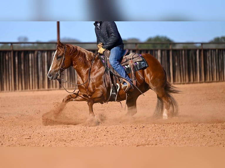 American Quarter Horse Wałach 6 lat Cisawa in Waco