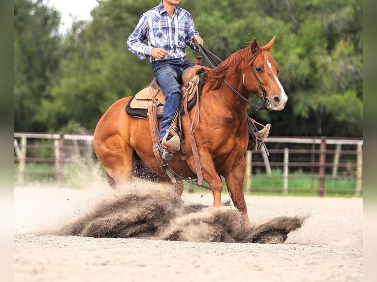 American Quarter Horse Wałach 6 lat Cisawa in Wickenburg