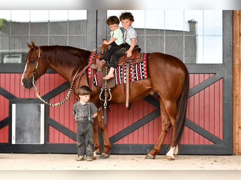American Quarter Horse Wałach 6 lat Cisawa in Rebersburg