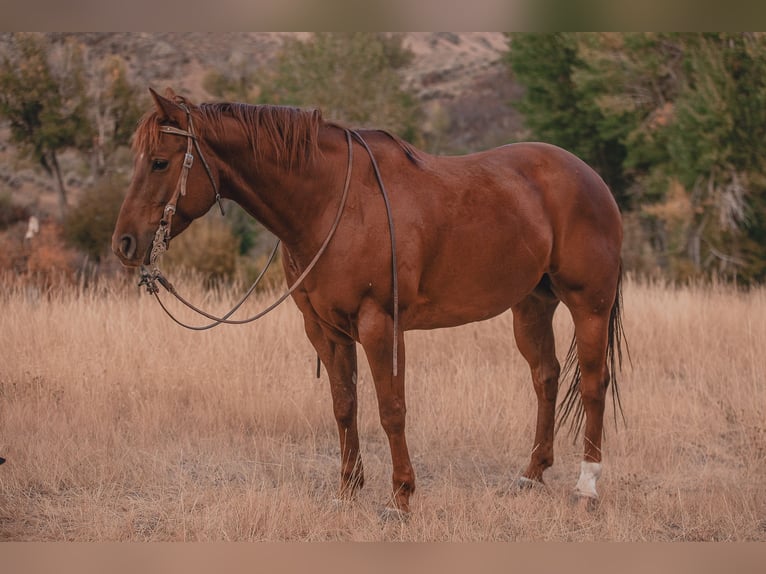 American Quarter Horse Wałach 6 lat Cisawa in Carey