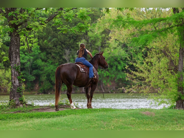 American Quarter Horse Wałach 6 lat Cisawa in Forney, TX