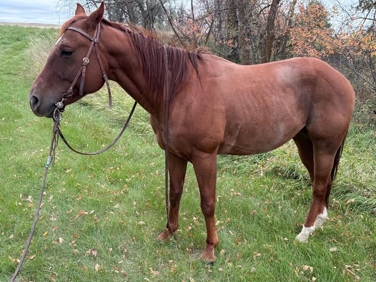 American Quarter Horse Wałach 6 lat Cisawa in Faith
