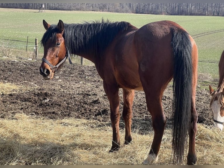 American Quarter Horse Mix Wałach 6 lat Gniada in Kaltohmfeld