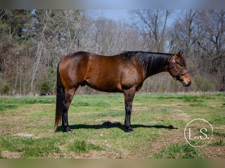 American Quarter Horse Wałach 6 lat Gniada in Syracuse
