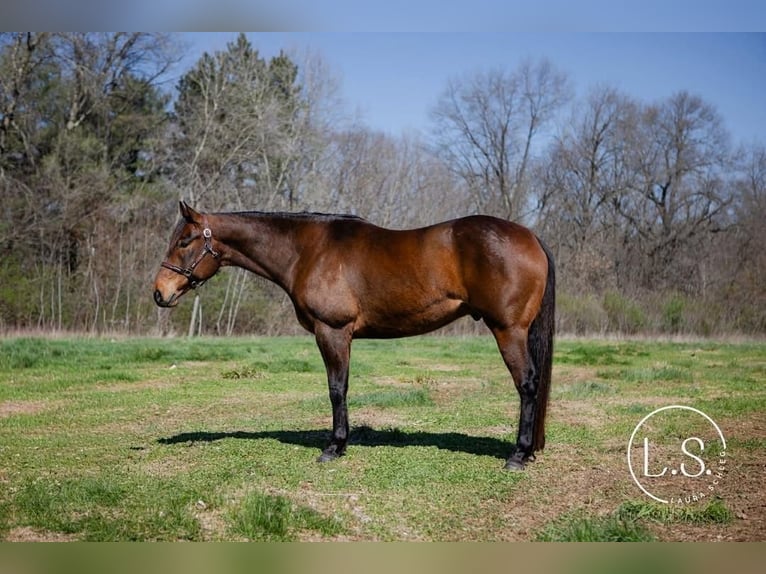 American Quarter Horse Wałach 6 lat Gniada in Syracuse