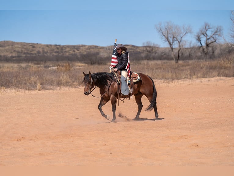 American Quarter Horse Wałach 6 lat Gniada in Amarillo, TX
