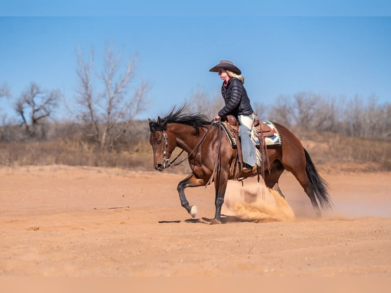 American Quarter Horse Wałach 6 lat Gniada in Amarillo, TX