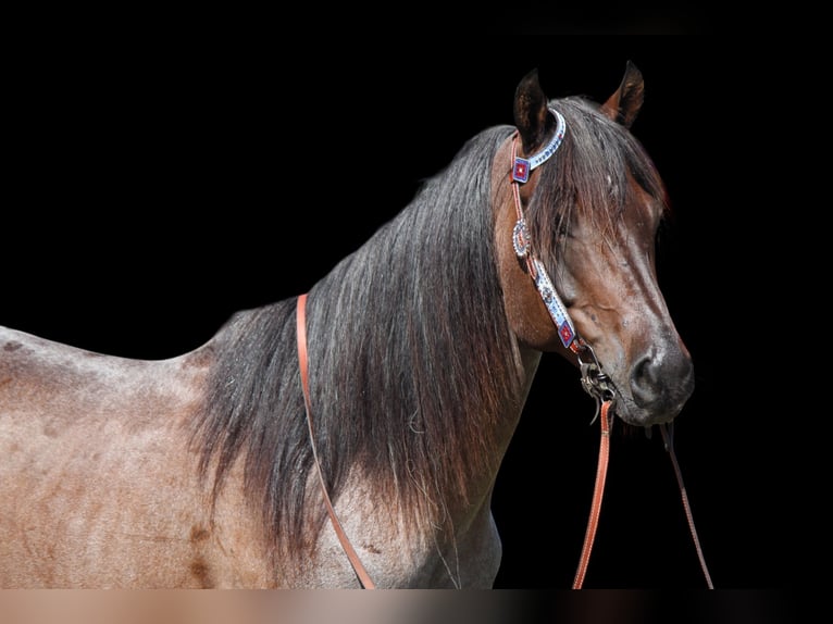 American Quarter Horse Wałach 6 lat Gniadodereszowata in Fort Collins