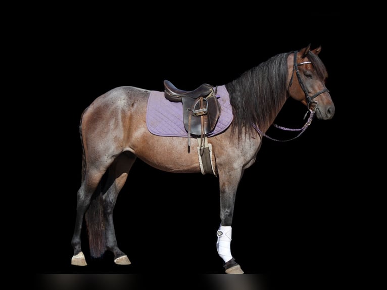 American Quarter Horse Wałach 6 lat Gniadodereszowata in Fort Collins