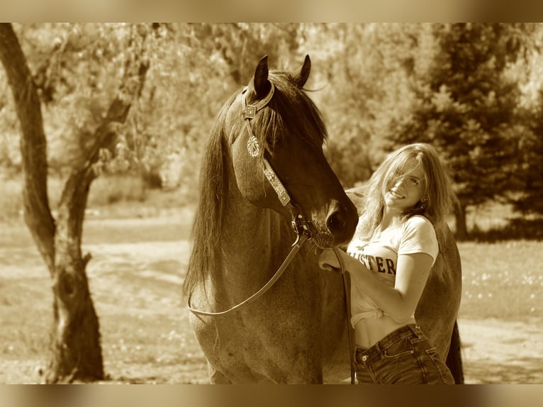 American Quarter Horse Wałach 6 lat Gniadodereszowata in Fort Collins