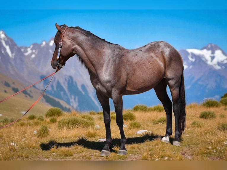 American Quarter Horse Wałach 6 lat Gniadodereszowata in Fort Collins