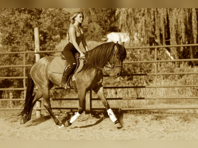 American Quarter Horse Wałach 6 lat Gniadodereszowata in Fort Collins