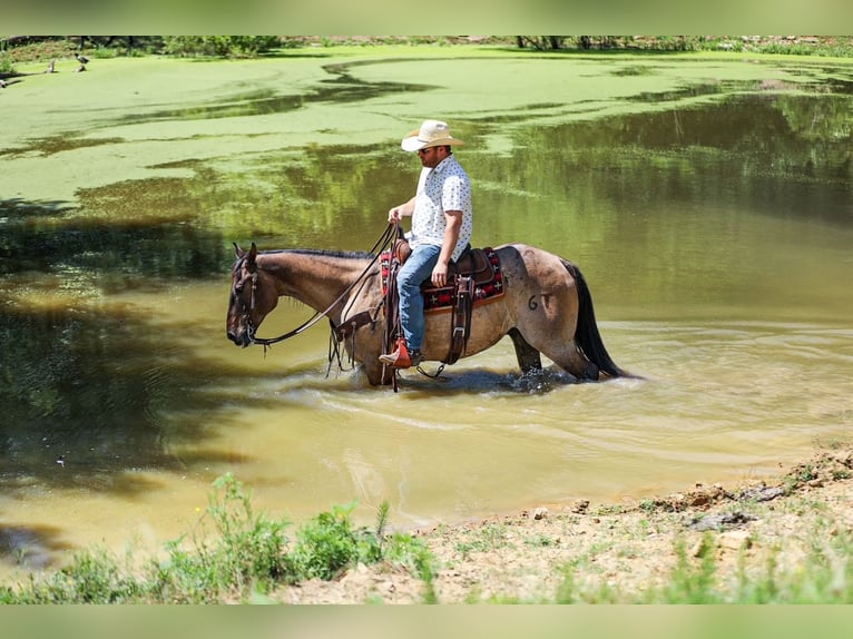 American Quarter Horse Wałach 6 lat Grullo in Santa Fe