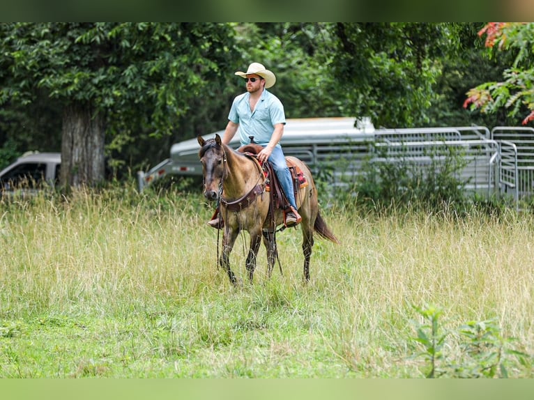 American Quarter Horse Wałach 6 lat Grullo in Santa Fe