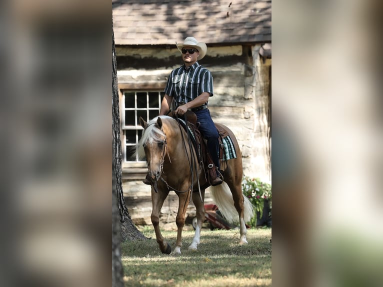 American Quarter Horse Wałach 6 lat Izabelowata in Buffalo