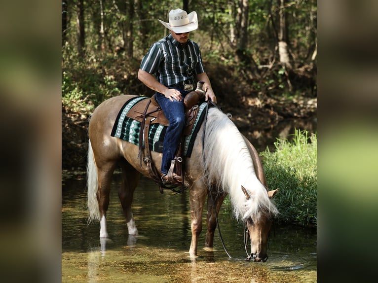 American Quarter Horse Wałach 6 lat Izabelowata in Buffalo