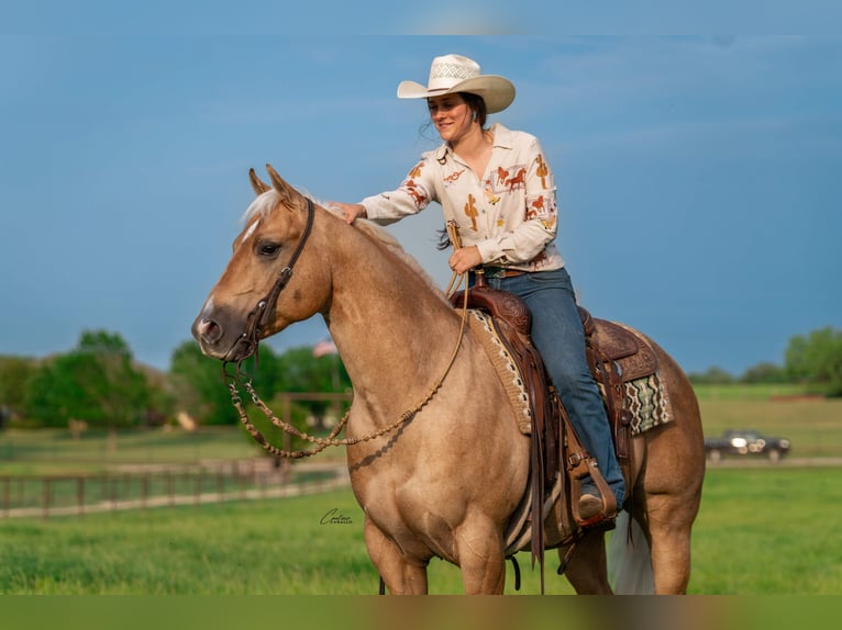 American Quarter Horse Wałach 6 lat Izabelowata in Fort Worth