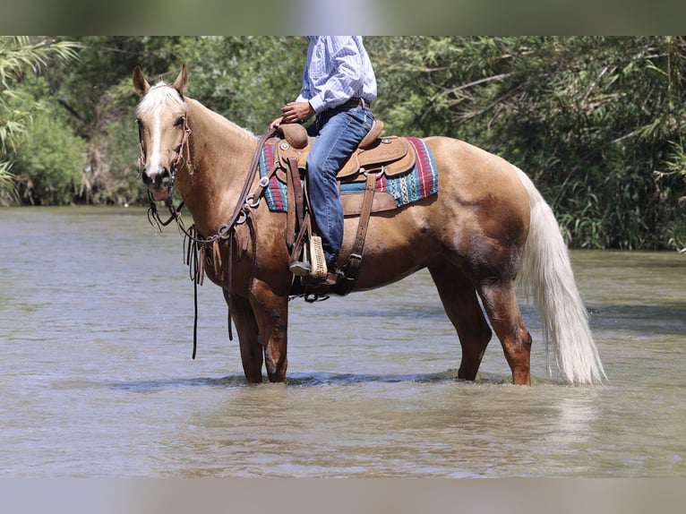 American Quarter Horse Wałach 6 lat Izabelowata in Norco