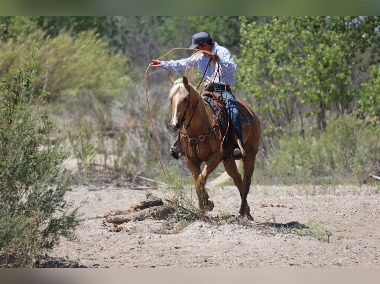 American Quarter Horse Wałach 6 lat Izabelowata in Norco